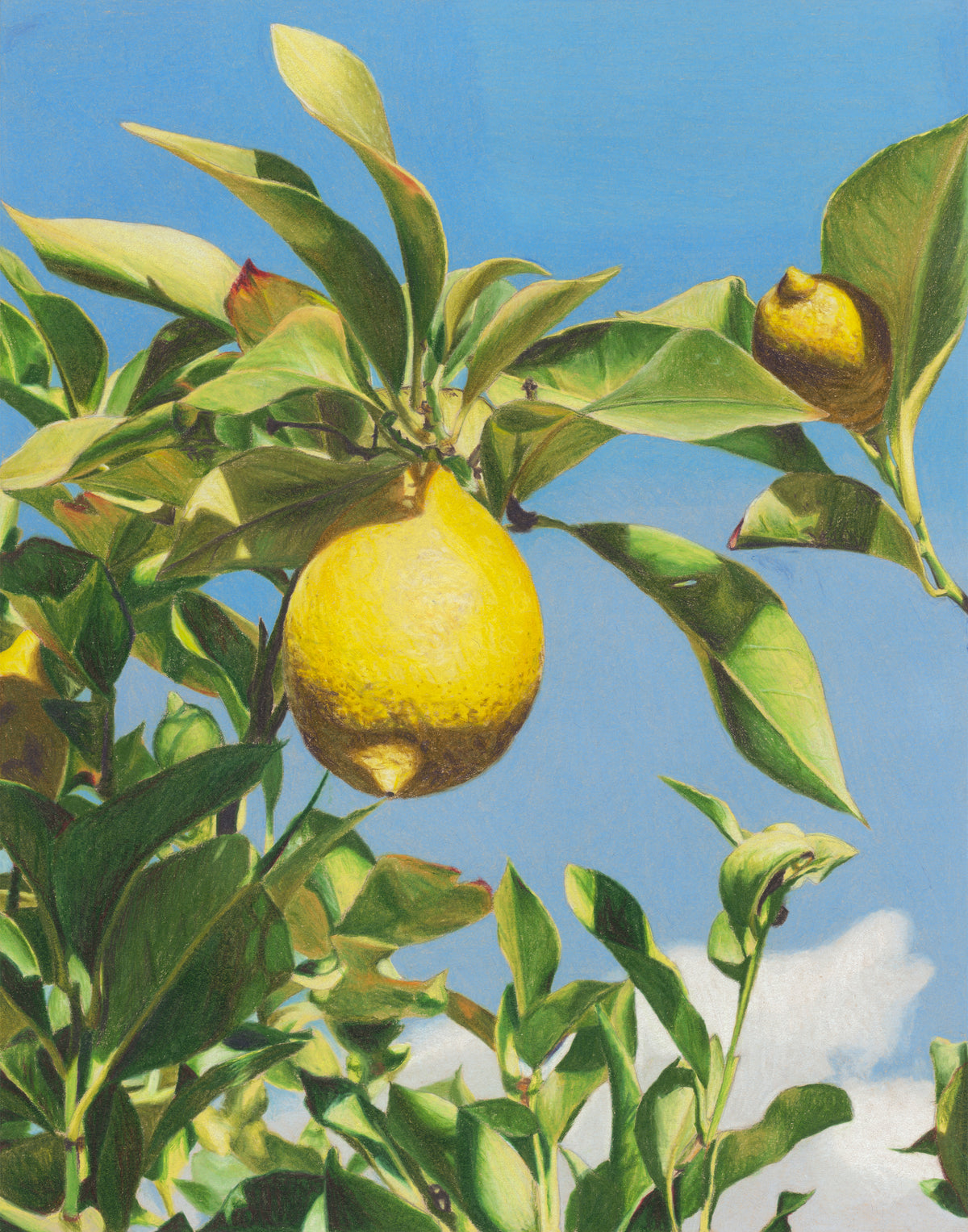 When Life Gives You Lemons